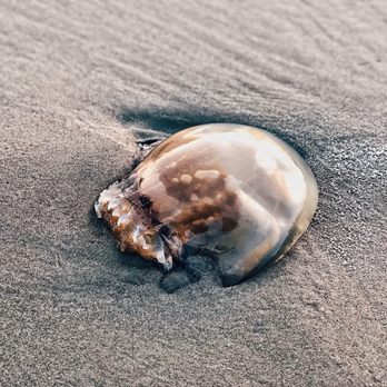 Big Talbot Island State Park - Jellyfish are made up of 98% water. If you see one washed up on the shoreline, it's most likely dead but can still sting. - Parks Near Me - Jacksonville, Florida Big Talbot Island State Park - Jellyfish are made up of 98% water. If you see one washed up on the shoreline, it's most likely dead but can still sting. - Parks Near Me - Jacksonville, Florida