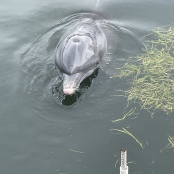 Dolphin Research Center - Tours Near Me - Marathon, Florida Dolphin Research Center - Tours Near Me - Marathon, Florida