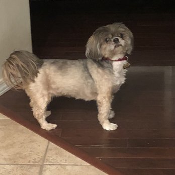 Dippity Do Dog - Pet Groomers Near Me - Chandler, Arizona