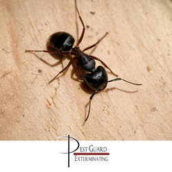 Pest Guard Exterminating