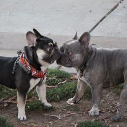 Costa Mesa Bark Park