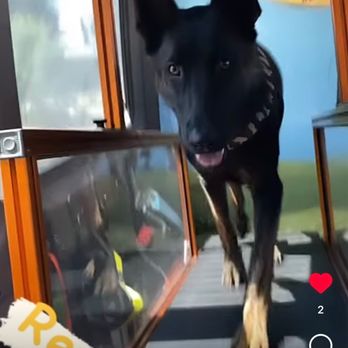 RunBuddy Mobile - Remy - Pet Training Near Me RunBuddy Mobile - Remy - Pet Training Near Me