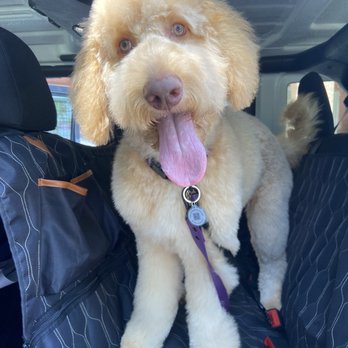 Barkhouse No 14 - Fresh doodle groom - Pet Groomers Near Me - Tracy, California