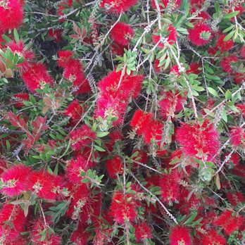 AtRivers Edge RV Resort - Pretty plant in park - Campgrounds Near Me - Brookings, Oregon