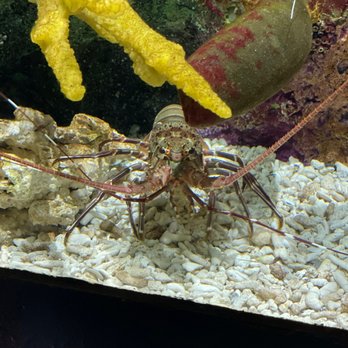 Shedd Aquarium - Aquariums Near Me - Chicago, Illinois