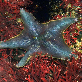 Fitzgerald Marine Reserve - Blue starfish. Must be sad. - Parks Near Me - Moss Beach, California Fitzgerald Marine Reserve - Blue starfish. Must be sad. - Parks Near Me - Moss Beach, California