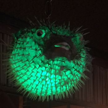 McMenamins North Bank - Authentic dead blow fish.  Would love to see how one changes the bulb - Pubs Near Me - Eugene, Oregon