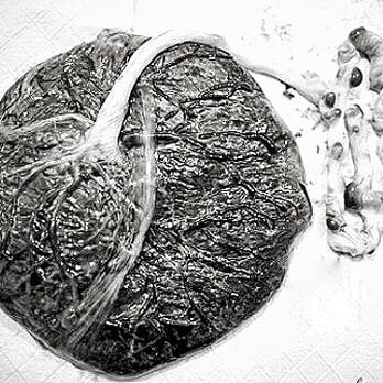 OC Placenta Encapsulation - Doulas Near Me OC Placenta Encapsulation - Doulas Near Me