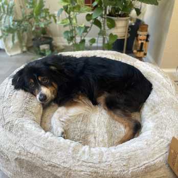 Angel Pet Grooming Gallery - Pet Groomers Near Me - Placentia, California Angel Pet Grooming Gallery - Pet Groomers Near Me - Placentia, California