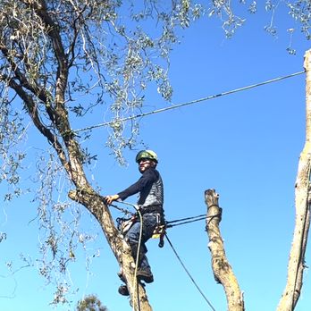 BP Tree Services - Part of three man cutting crew.  Took care to ensure none of the branches hit the house while removing. - Tree Services Near Me - Gold River, California
