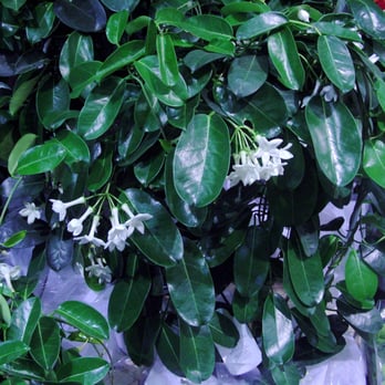 Lila's Flowers - Des Plantes.... - Florists Near Me - Gardanne, 13 Lila's Flowers - Des Plantes.... - Florists Near Me - Gardanne, 13