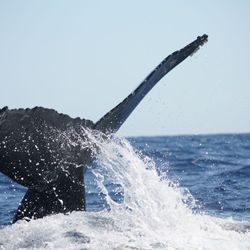 Cabo Trek - Whale tail