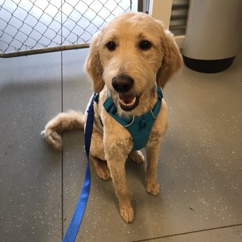 Dog E Fresh - Welcome Olivia to have her first spa day with us. - Pet Groomers Near Me - Aurora, Colorado Dog E Fresh - Welcome Olivia to have her first spa day with us. - Pet Groomers Near Me - Aurora, Colorado