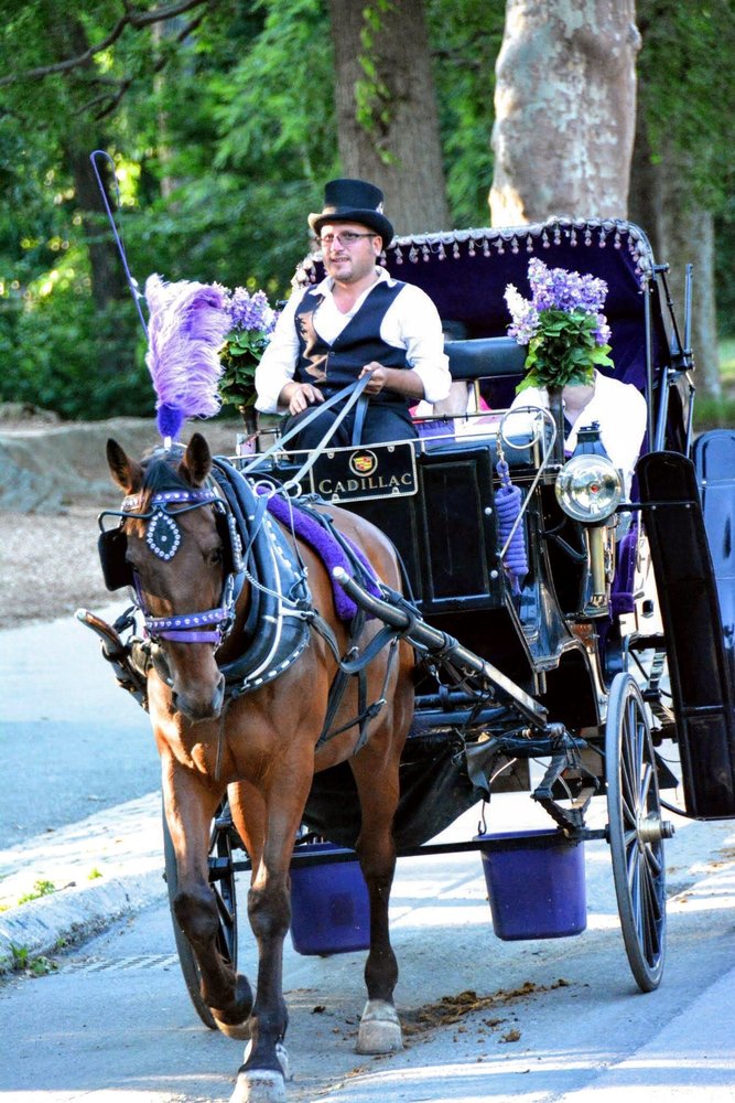 Troy Carriages - equestrian in New York, NY