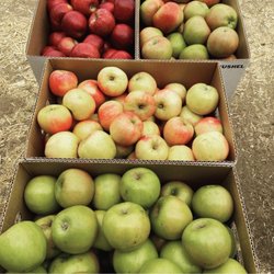 Pulford's Appletree Orchard