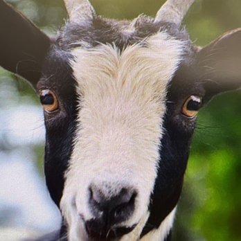 Colonial Goat Dairy - a close up of a goat's face - Ranches Near Me - Gordonville, Pennsylvania Colonial Goat Dairy - a close up of a goat's face - Ranches Near Me - Gordonville, Pennsylvania