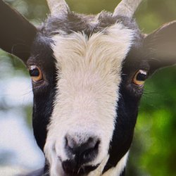 Colonial Goat Dairy