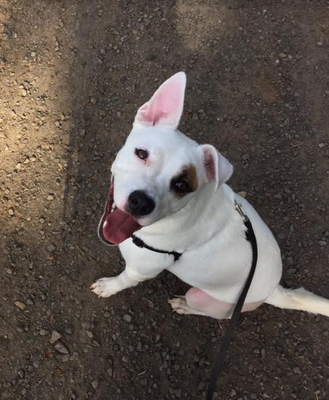 Hair Of The Dog Wash and Groom by null