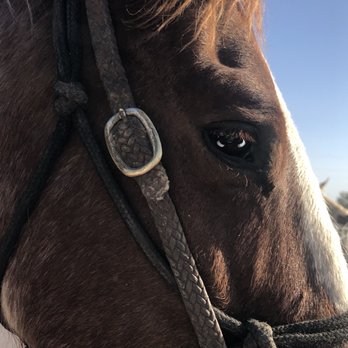 MacDonald's Ranch - Beautiful horse - Horseback Riding Near Me - Scottsdale, Arizona MacDonald's Ranch - Beautiful horse - Horseback Riding Near Me - Scottsdale, Arizona