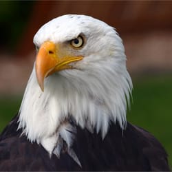 Adlerwarte Berlebeck - Weißkopfseeadler