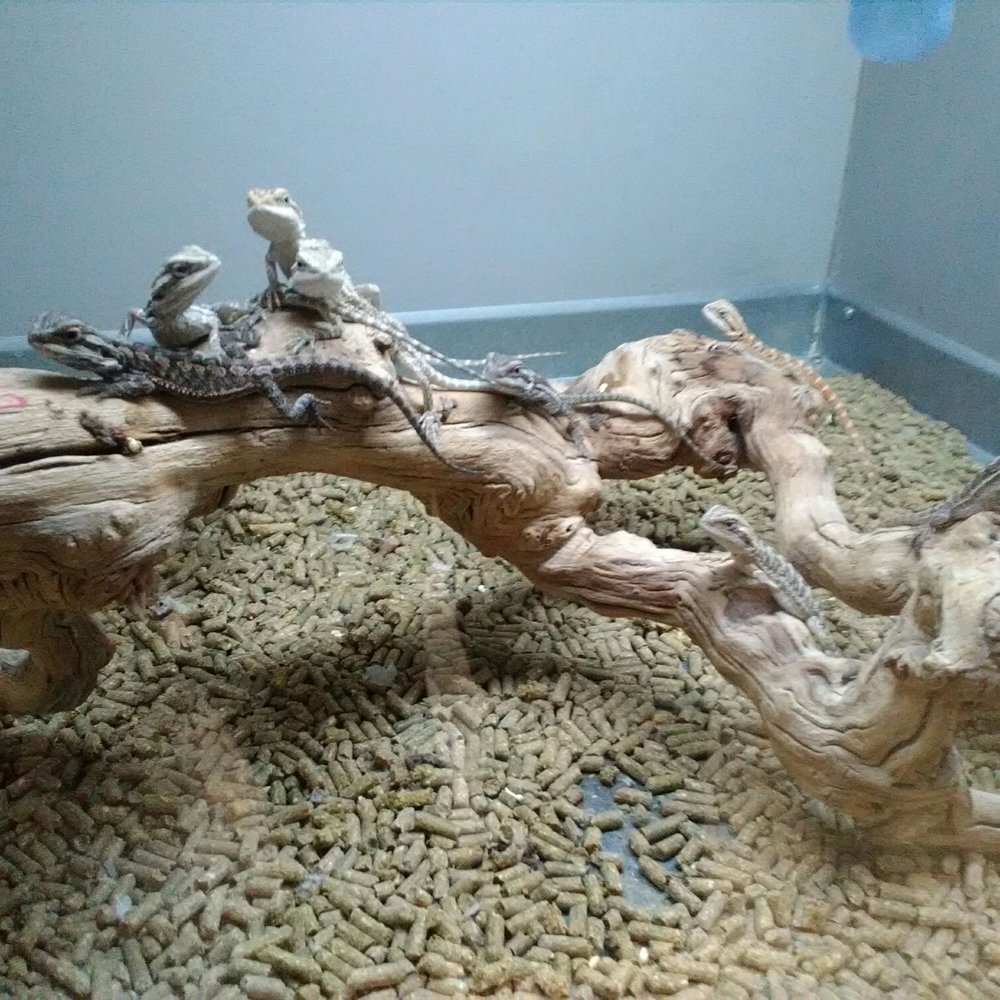 La Habra Pets - Beardie party! - Reptile Shops Near Me - La Habra, California La Habra Pets - Beardie party! - Reptile Shops Near Me - La Habra, California