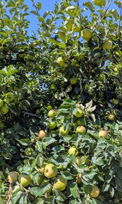 Bells Orchard by null
