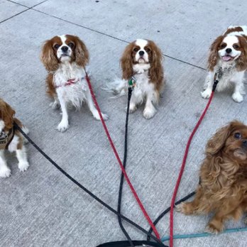 Pawstin - Dog Walkers Near Me - Austin, Texas Pawstin - Dog Walkers Near Me - Austin, Texas