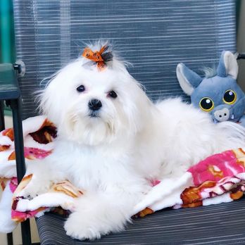 bonnie's pampered pets