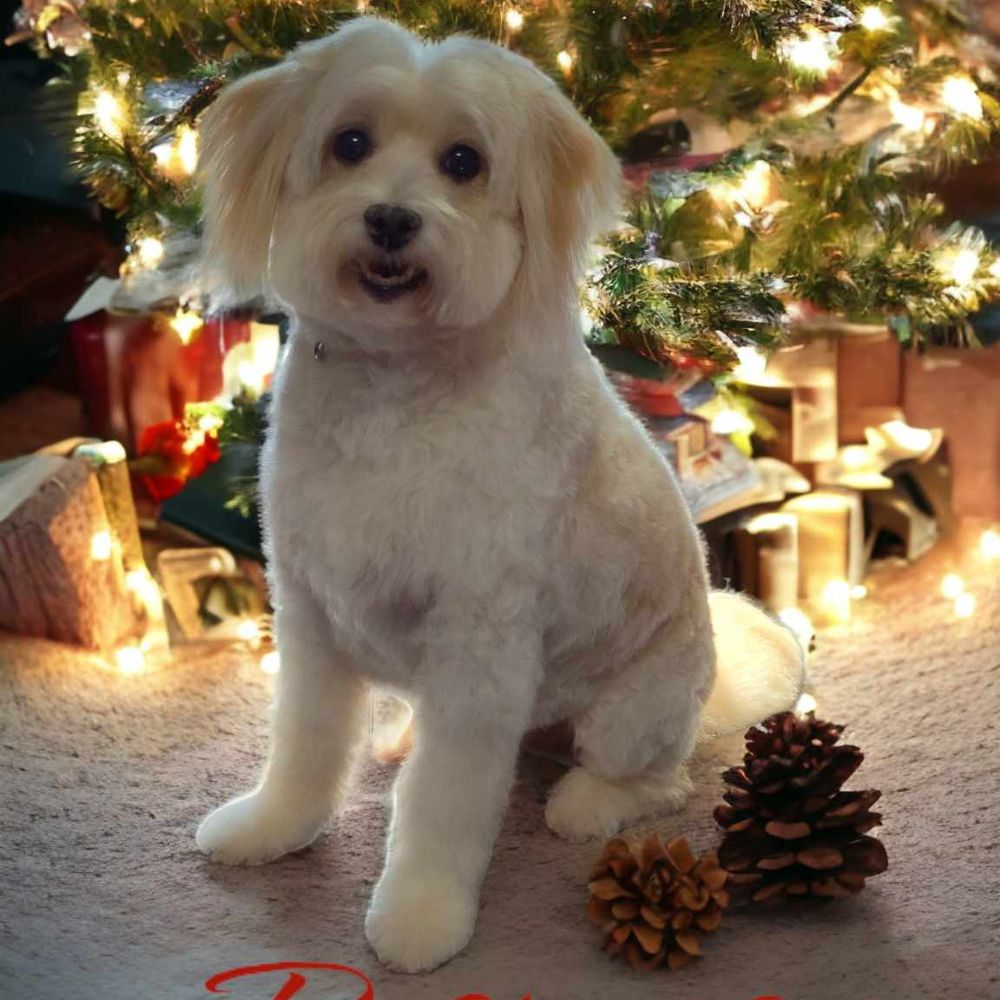 Mosaic Canines Dog Grooming - Pet Groomers Near Me - Volant, Pennsylvania Mosaic Canines Dog Grooming - Pet Groomers Near Me - Volant, Pennsylvania