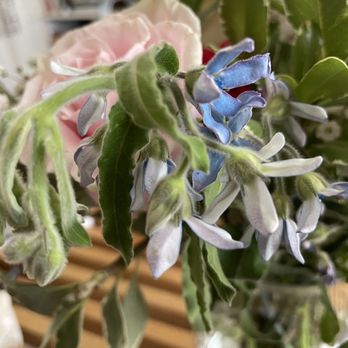 Blooming Moment Florist - Sad, wilted flowers - Florists Near Me - San Francisco, California Blooming Moment Florist - Sad, wilted flowers - Florists Near Me - San Francisco, California