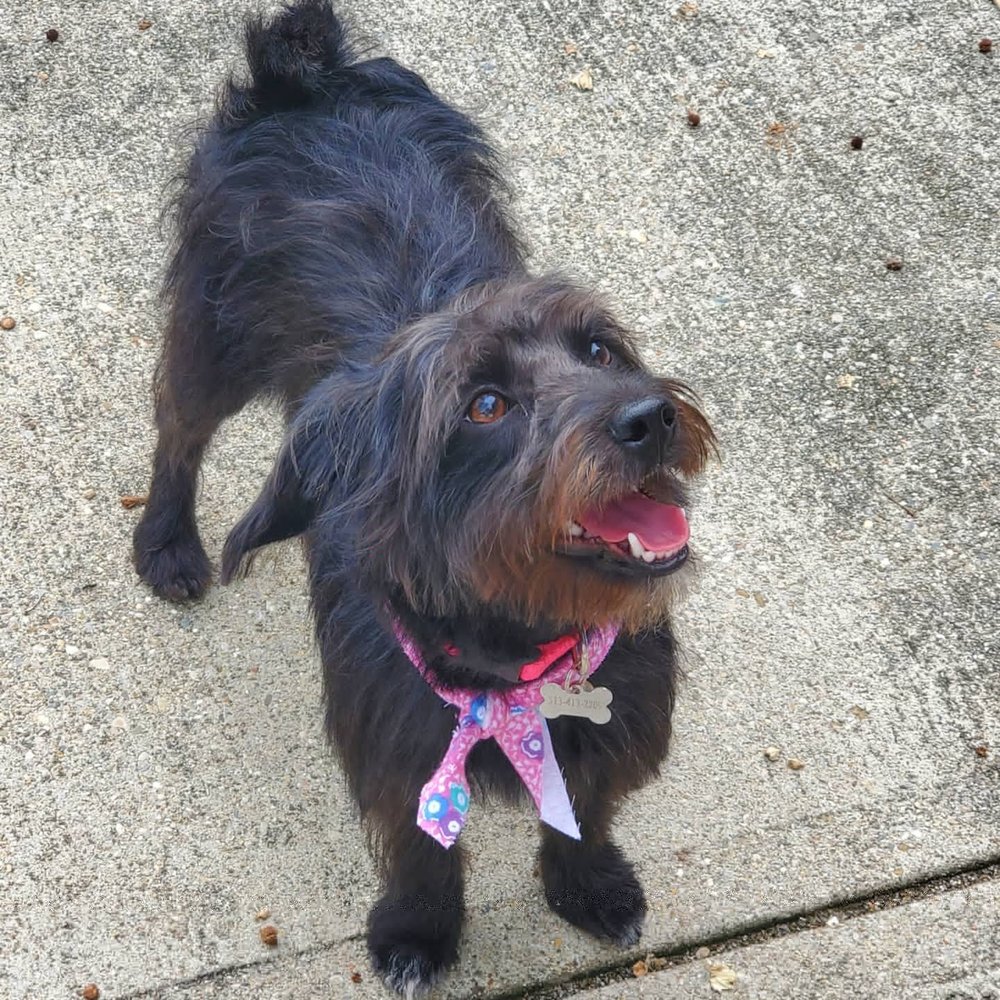 ANIMAL ARK PET RESORT Updated June 2024 40 Photos & 35 Reviews 2150 Struble Rd, Cincinnati