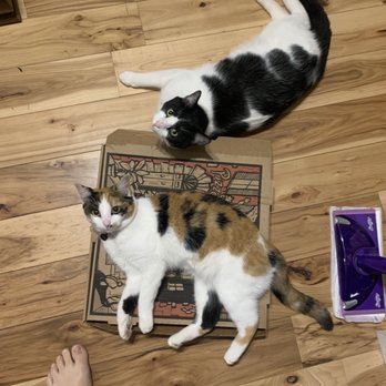 Beer City Pizza - Pizza box lounging - Pizza Near Me - Asheville, North Carolina Beer City Pizza - Pizza box lounging - Pizza Near Me - Asheville, North Carolina