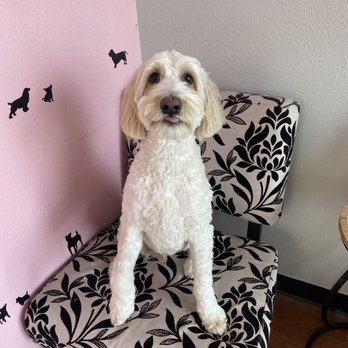 Pup Punk Grooming - Pet Groomers Near Me - Boise, Idaho Pup Punk Grooming - Pet Groomers Near Me - Boise, Idaho