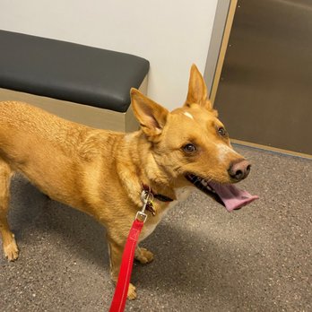 Eye Care for Animals - Phoenix - Jackson waiting for the doctor to come in. - Veterinarians Near Me - Phoenix, Arizona