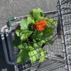 Produce Junction - $9 hanging basket of Ferber daisies