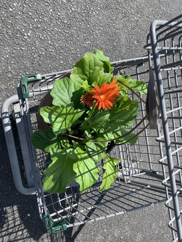 PRODUCE JUNCTION 15 Reviews Fruits & Veggies 85 Marlton Pike E