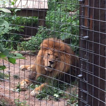 Black Pine Animal Sanctuary - Mufasa has a beautiful roar - Animal Shelters Near Me - Albion, Indiana Black Pine Animal Sanctuary - Mufasa has a beautiful roar - Animal Shelters Near Me - Albion, Indiana