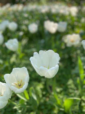 Sherwood Gardens by null