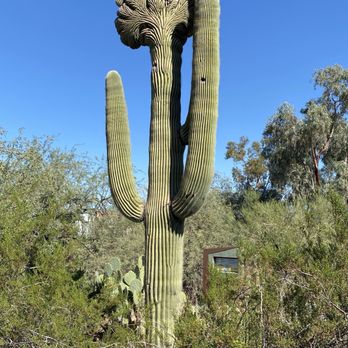 Desert Botanical Garden - Cresting cactus - Botanical Gardens Near Me - Phoenix, Arizona
