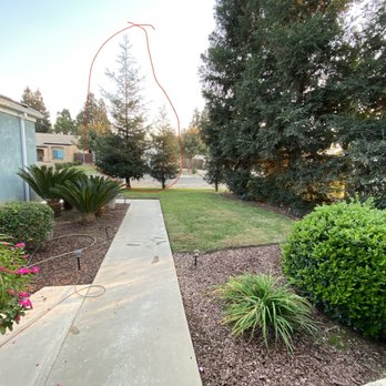 Travis Tree Service - Before picture (trees that were removed) - Tree Services Near Me - Fresno, California Travis Tree Service - Before picture (trees that were removed) - Tree Services Near Me - Fresno, California
