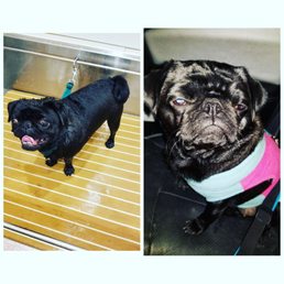 Before and after the self service dog wash. My dog wasn't happy but she smelled better. Before and after the self service dog wash. My dog wasn't happy but she smelled better.