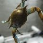 Photo of Kwk Crabs