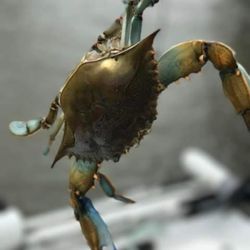 Kwk Crabs - Just Beautiful
