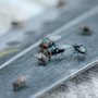 Modern Pest Services