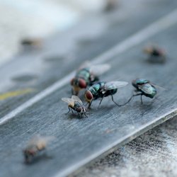 Modern Pest Services