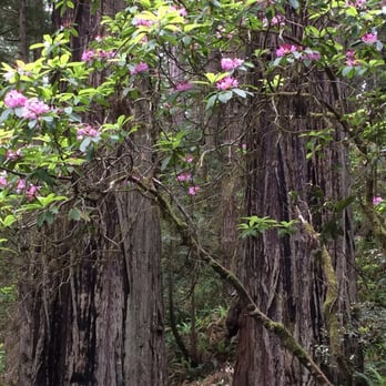 Lady Bird Johnson Grove - Hiking Near Me - Orick, California Lady Bird Johnson Grove - Hiking Near Me - Orick, California