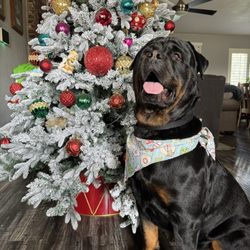 Palm Bluffs Veterinary