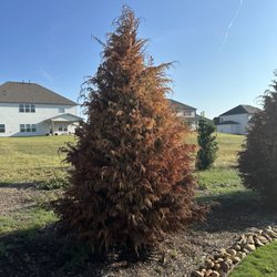 Penland S L Christmas Tree Farm