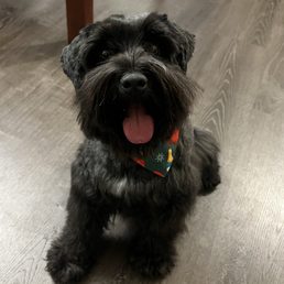 Our mini schnauzer :) Our mini schnauzer :)