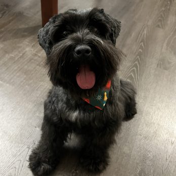 Glow Grooming Mobile - Our mini schnauzer :) - Pet Groomers Near Me - Brentwood, California Glow Grooming Mobile - Our mini schnauzer :) - Pet Groomers Near Me - Brentwood, California